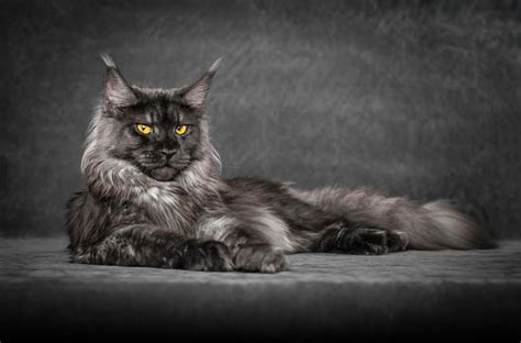 This man photographs Maine Coon cats and makes them look like majestic mythical beasts (Gallery)