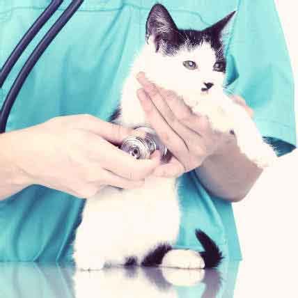 Cat Heart Murmur Treatment Options | PetCareRx