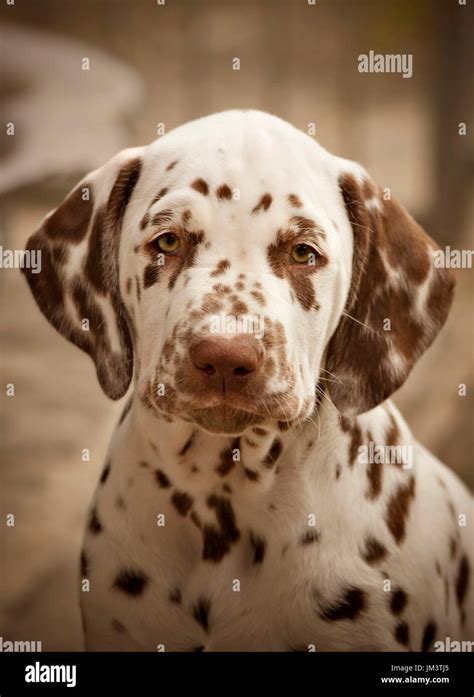 Dalmatian dog brown spots hi-res stock photography and images - Alamy