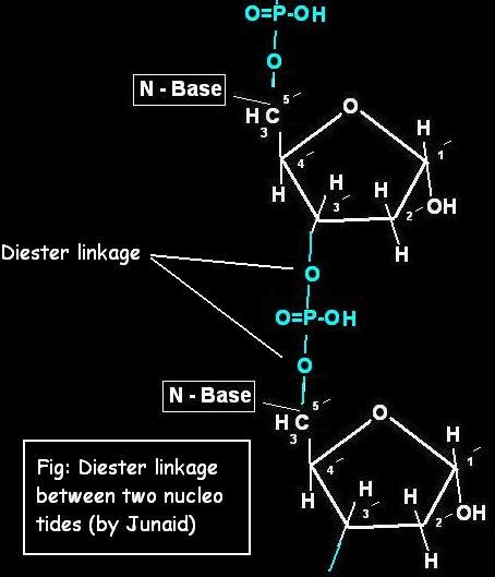 Junaid Ahmad - DNA molecule complete structure with Altas