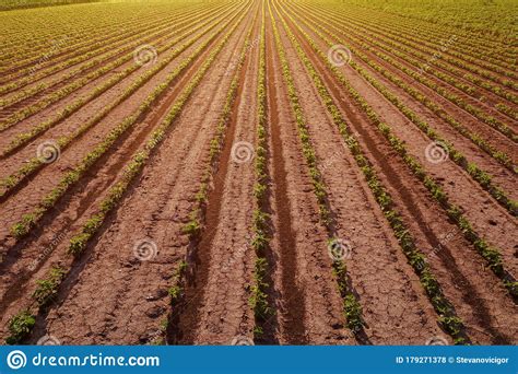 Aerial View of Cultivated Soybean Field As Abstract Background Stock ...