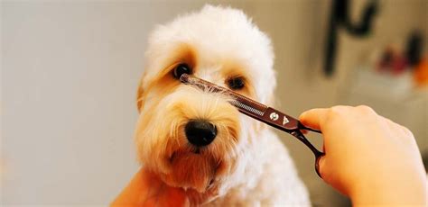 Top Tips For Grooming A Labradoodle Of Any Age or Coat Type