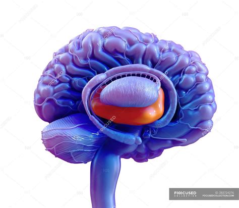 Thalamus Damage: Understanding the Effects & Rehabilitation - Clip Art Library