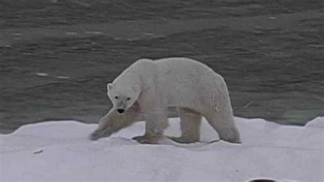 Photographer's 'soul-crushing' video of starving polar bear goes viral