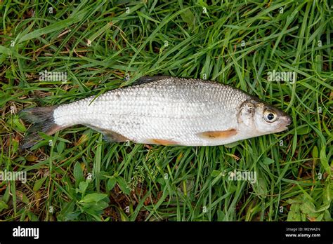 Silver cyprinid hi-res stock photography and images - Alamy