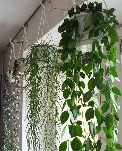 some green plants are hanging from the ceiling