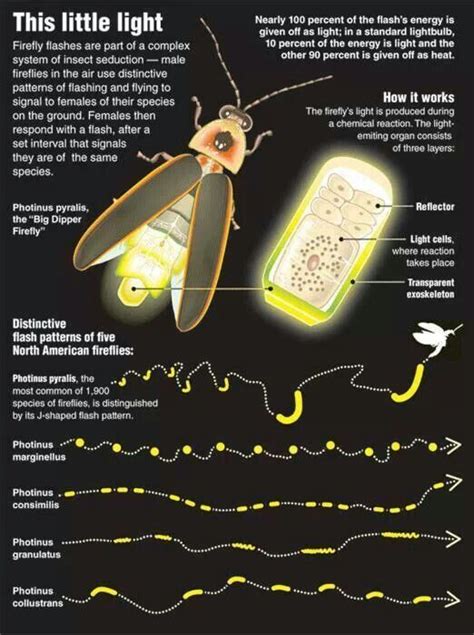 Fireflies: Lampyridae is a family of insects in the beetle order ...