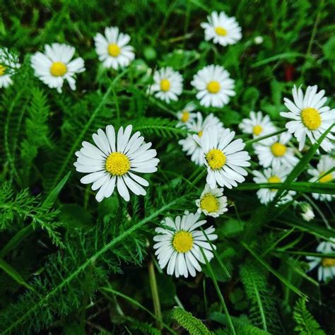 Daisy Flower Meaning In Malayalam | Best Flower Site