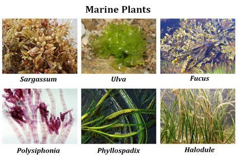 Marine angiosperms | Marine plants, Pond plants, Aquatic plants