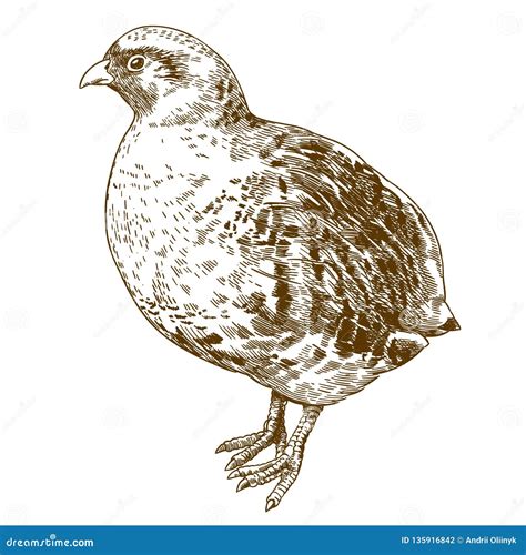 Partridge Drawing Stock Illustrations – 130 Partridge Drawing Stock ...