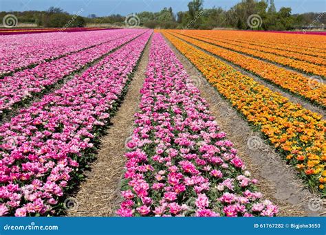 Rows of Tulips on a Flower Farm in Holland Stock Photo - Image of ...