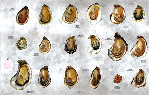 Oysters 101 - Charleston Shucker Co.