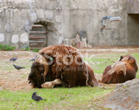 Portrait Of An Angry Musk Ox With Big Horns Stock Photo | Royalty-Free | FreeImages