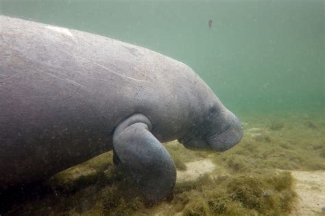 The Manatees’ Threatened Habitat Gets a Long-Overdue Update