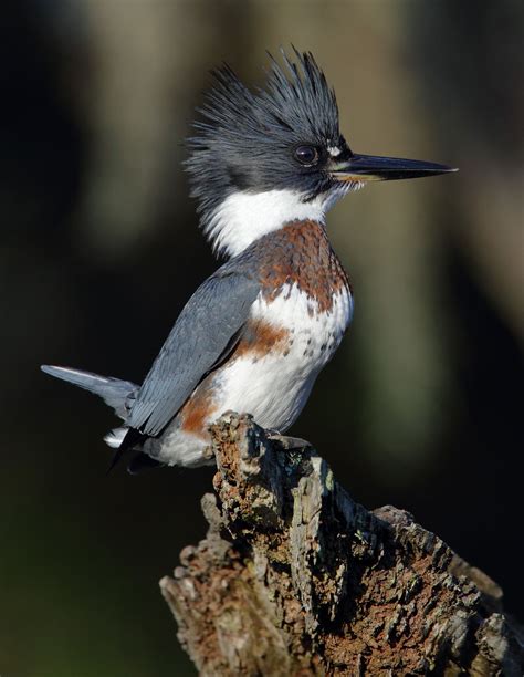 Belted Kingfisher | Funny birds, Pet birds, Kingfisher