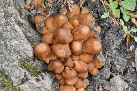 Free picture: light brown, fungus, mushroom, wood, nature, upclose ...