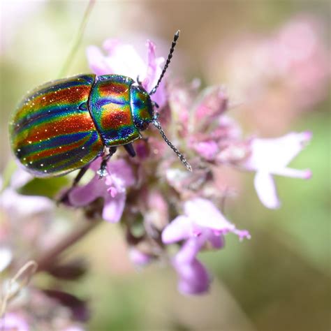 Most Beautiful Beetles