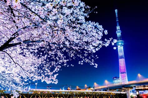 Famous places for cherry blossoms in Tokyo | Tabimania Japan