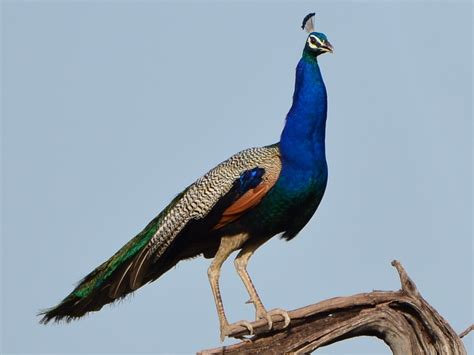 Male Indian Peafowl (Peacock) Minecraft Skin