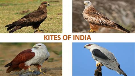 Indian Kite Bird