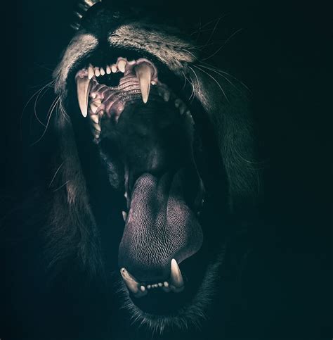 HD wallpaper: brown and black lion art, teeth, roar, fear, angry ...