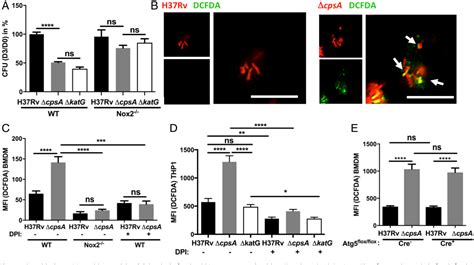 Fc-gamma receptor signaling pathway involved in phagocytosis | Semantic Scholar