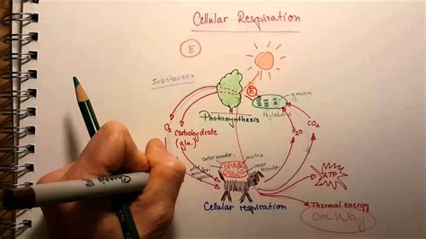 Redox Reaction in Cellular Respiration - YouTube