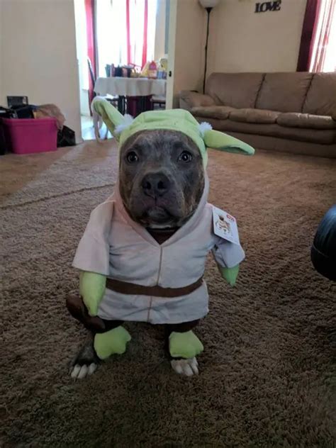 The 70+ Greatest Pit Bull Halloween Costumes EVER | The Paws