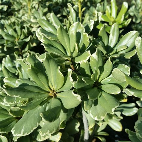 Pittosporum tobira 'Variegatum' - Variegated Mock Orange - Mid Valley Trees