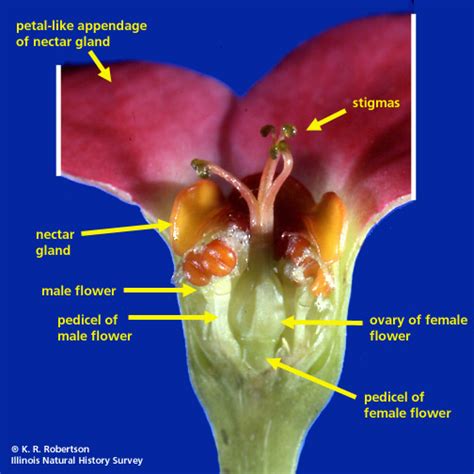 Euphorbia Flower Diagram