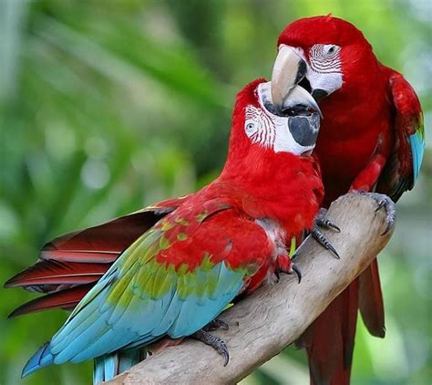 Macaw Parrot Wallpapers - Wallpaper Cave