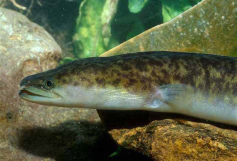 encender un fuego conservador Inesperado familias de peces de agua ...