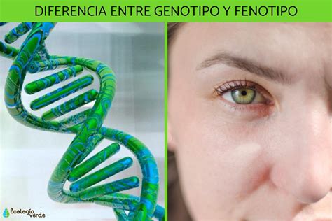 7 diferencias entre genotipo y fenotipo - Resumen y ejemplos