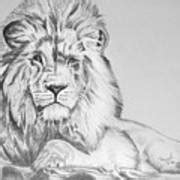 Original Pencil sketch Drawing of a Lion Acrylic Print by Ronel ...