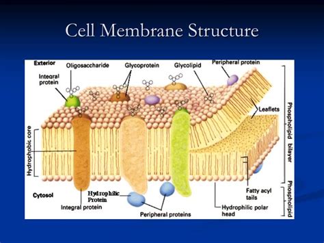 Cell Membrane Diagram Labeled