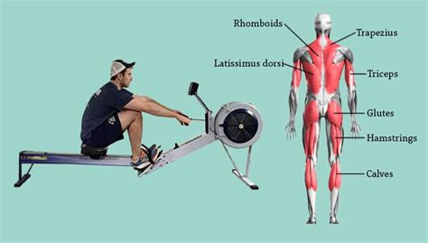 Rowing Machine Muscles: What Muscles Do Rowers Work?