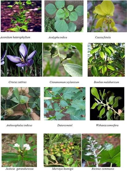 Research on Various Aspects of Medicinal Plants | Pratisruti Plus