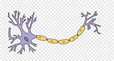 Neuron Axon Nervous system Nerve Myelin, label, branch, twig, cell png | PNGWing