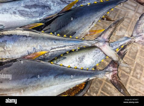 Fresh yellow fin tuna catch at the fish market in Muscat - 3 Stock Photo - Alamy