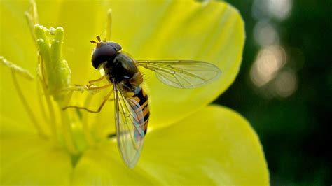 Download wallpaper 1920x1080 bee, pollination, flying, insect, flower ...