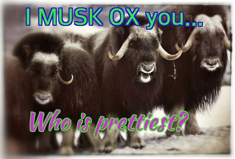 I Musk Ox you... who is prettiest? | Create memes, Musk ox, Online marketing