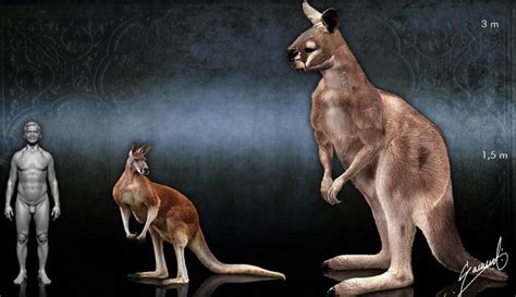 Giant prehistoric kangaroo | Kangaroo, Animals, Cute animals