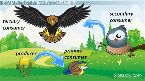 Consumer Examples Biology