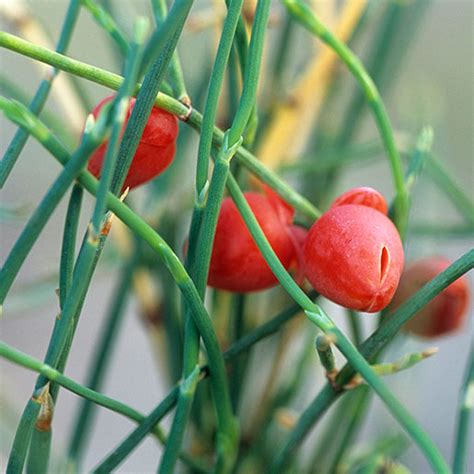 Ephedra: Usefulness and Safety | NCCIH