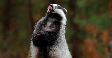 About UK Badgers and their fascinating lives | Badger Trust