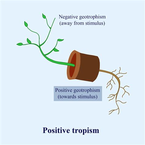 Plant roots grow downwards and show A. Positive geotropic B. Negative geotropic C. Positive ...