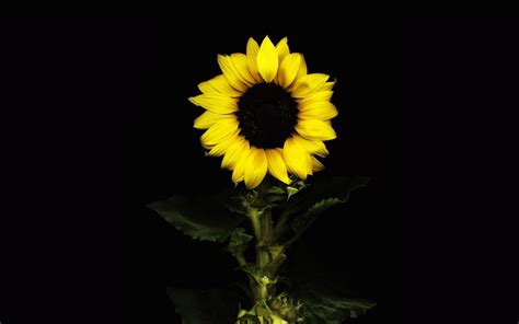 Black Sunflower Wallpapers - Top Free Black Sunflower Backgrounds - WallpaperAccess