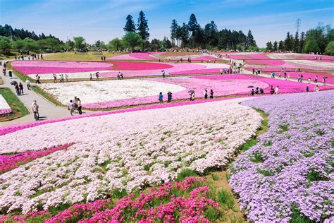 The Chichibu Spring Flower Festival Close to Tokyo - VOYAPON