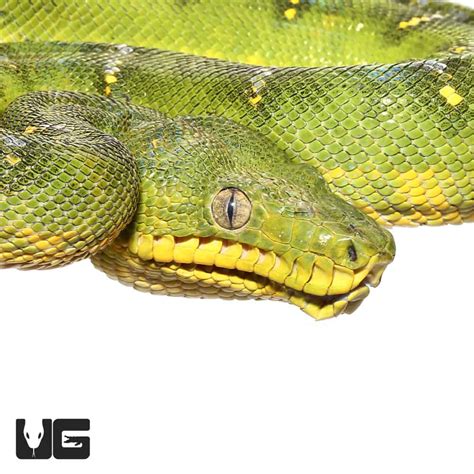 High Yellow Emerald Tree Boa (Corallus caninus) For Sale - Underground Reptiles