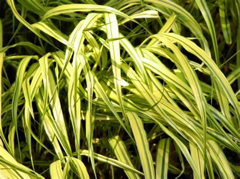 10 Great Ornamental Grasses to Grow in Containers | Ornamental grasses ...